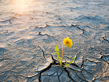 Gelbe Blume wächst auf dürrem Boden